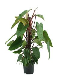 Image result for Filodendron Philodendron
