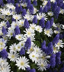We did not find results for: Blue And White Spring Bulbs Collection For Sale Buy Online For 7 99