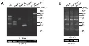 How do you know if a chemical equation is balanced? Dynamic Post Translational Modification Profiling Of Mycobacterium Tuberculosis Infected Primary Macrophages Elife