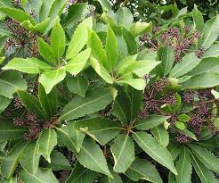 Small tree with palmate leaves and greenish flowers.