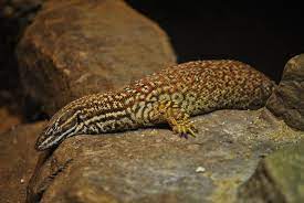 Spiny-tailed Monitor Varanus Acanthurus Monitor Lizard Animals Reptiles