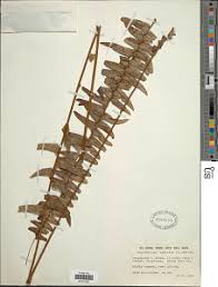 Image result for Megalastrum lanuginosum