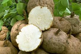 Image result for Pseudeminia