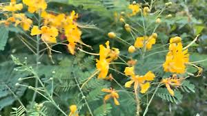 Image result for Caesalpinia