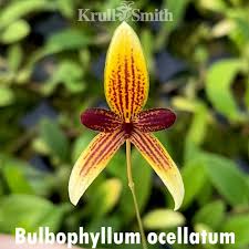 Image result for Bulbophyllum elliotii