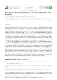 Image result for Monanthotaxis poggei