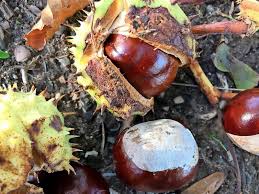 Hier lassen sich unter kastanien hofbräu bierspezialitäten genießen. Kolumne Zum Wochenende Kastanien Liebe