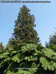 Image result for Gunnera