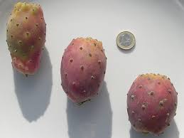 Quelques Informations Pratiques Sur Le Figuier De Barbarie Opuntia Ficus Indica L Mill