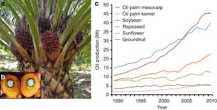 Palm oil is an edible vegetable oil; Oil Palm Is A Major Oil Crop A Palm Tree With Several Bunches At Download Scientific Diagram