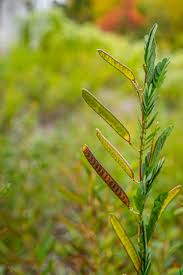 Image result for Chamaeclitandra