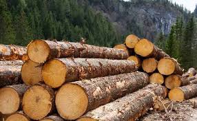 Hangi Agaclar Mobilya Uretiminde Kullanilmaktadir