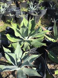 Agaves Orands Plants Agaves Succulents