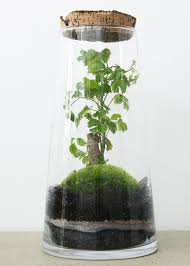 Forest Hi Polyscias Idees Terrariums Jardin De Verre Et Terrarium
