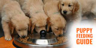 Puppy Feeding Guide Frequency Quantity Ingredients Tips