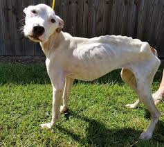But was saved by his wagging tail. Emaciated Neglected Dog Looks Like A Walking Skeleton But They Re Determined To Help Her Animal Rescue Stories Dogs Animal Rescue