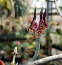 Image result for Ceropegia haygarthii