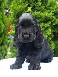 Image result for anglický kokršpaněl