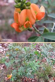 Image result for Tephrosia rhodesica