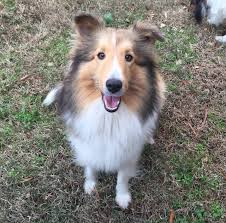 German shepherd dogs border collie cavoodle labrador golden retriever dachshund chihuahua puppies for sale jack russell staffy rottweiler. Our Shelties