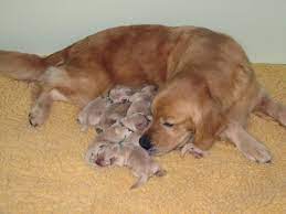 Standard, bronze, silver, gold, and platinum. Litters Scion Golden Retrievers