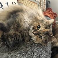 She spent her life as a barn cat although she had been declawed. Maine Coon Kittens For Sale In Detroit Michigan Adoptapet Com