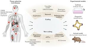 ¿cuál es tu animal tótem? Mechanisms Of Tissue And Cell Type Specificity In Heritable Traits And Diseases Nature Reviews Genetics