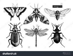 Black And White Insect Drawings Vector Collection Of Hand Drawn Insects Illustrations Black Butterflies Cicada Beetle Bug Dragonfly Drawing Dragonfly Drawing How To Draw Hands Drawings