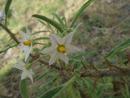 Image result for Solanum litoraneum