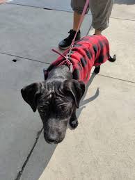 A 10-year-old Plott hound named Ajax was found heartbreakingly standing  guard over his deceased owner, refusing to leave his side even in death.