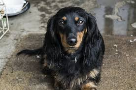 With a little attention and proper care, dachshunds can survive pregnancy with very little complications. Are Dachshunds Hypoallergenic Canna Pet