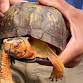 Quogue Wildlife Refuge: Animals