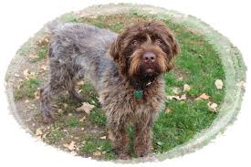 Chili came to us from wisconsin and is an amazing dog with a tight hunting coat. Daehlers Wirehaired Pointing Griffon