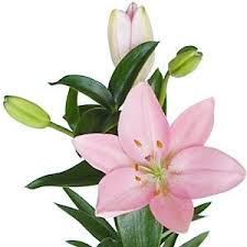 They travel much better and you can enjoy them longer. Light Pink Asiatic Lily Asiatic Lilies Pink Flowers Light Pink Flowers