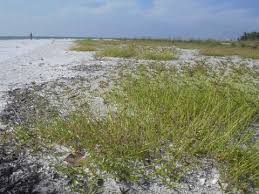 Image result for Dactyloctenium aegyptium