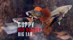 838 likes · 7 talking about this. Guppy Red Dragon Big Ear By Guppy Pekanbaru