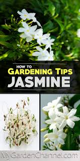Growing Jasmine Flowers In 2021 Jasmine Plant Jasmine Flower Aromatic Plant