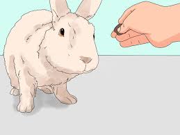 How To Pick Up A Rabbit With Pictures Wikihow