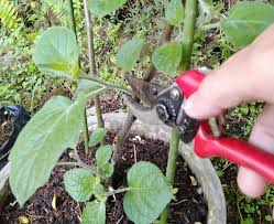 Gambar 3.2 benih ciplukan dan bibit usia 2 minggu. Perbanyak Ciplukan Physalis Angulate Percepat Buah