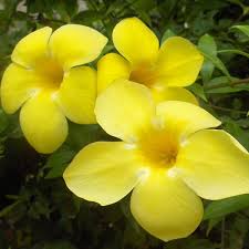 Image result for Allamanda