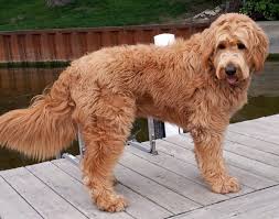 Standard and mini goldendoodle puppies for sale these pictures of this page are about:mini goldendoodle colors. Apricot Mini Goldendoodle Mini Goldendoodle