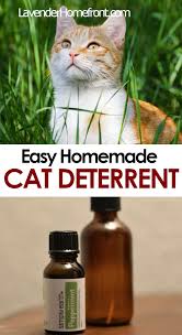 And since cats aren't exactly the best listeners, you'll need to use a different approach to keep them out of these areas: Easy Homemade Cat Deterrent