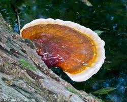 Image result for Ganoderma lucidum