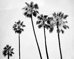 Black And White Palm Tree Wall Art Black And White Palm Tree Photography Gray White Palm Tree Etsy Palm Tree Photography Surfer Wall Art Palm Tree Wall Art