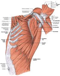 Primarily, there are three chest muscles involved in movement: The Chest Anatomy Anatomy Drawing Diagram