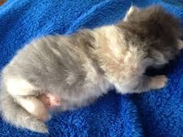 Pictures of white persian kittens and white persian cats that have all been born here at our cattery. Female Gray White Cream Pastel Calico Persian Kitten Extreme Face For Sale In Torrington Connecticut Classified Americanlisted Com