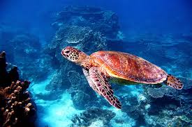 Turtle swimming