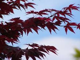 13 common maple tree diseases, problems, and pests. Japanese Maple Tree Care Lovetoknow