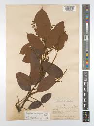 Image result for Agelaea pentagyna