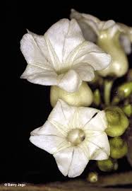 Image result for Lepistemon